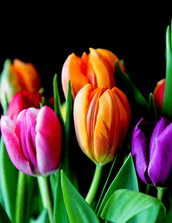 Virginia Gilbert Obituary